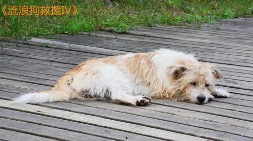 流浪狗,流浪狗的生存与温情故事