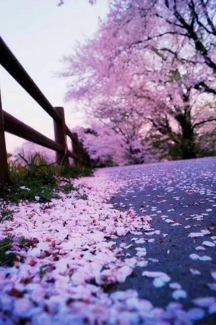 落花浅笑流水冰