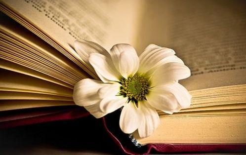 恰似晚风不留痕,岁月静好的诗意人生